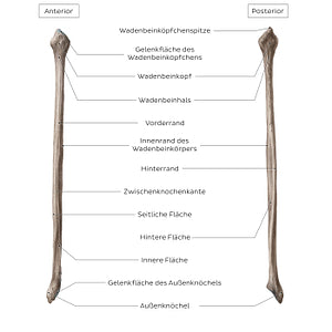 Fibula (German)