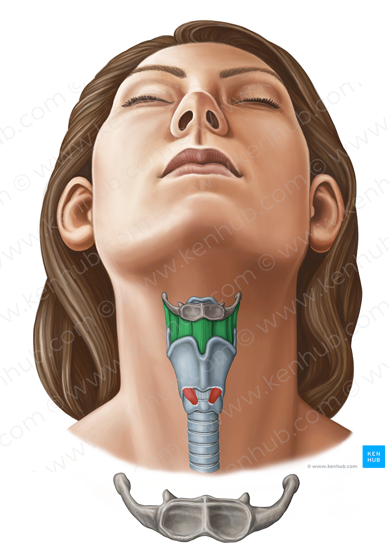 Thyrohyoid membrane (#11631)