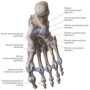 Ligaments of the foot (plantar view) (English)