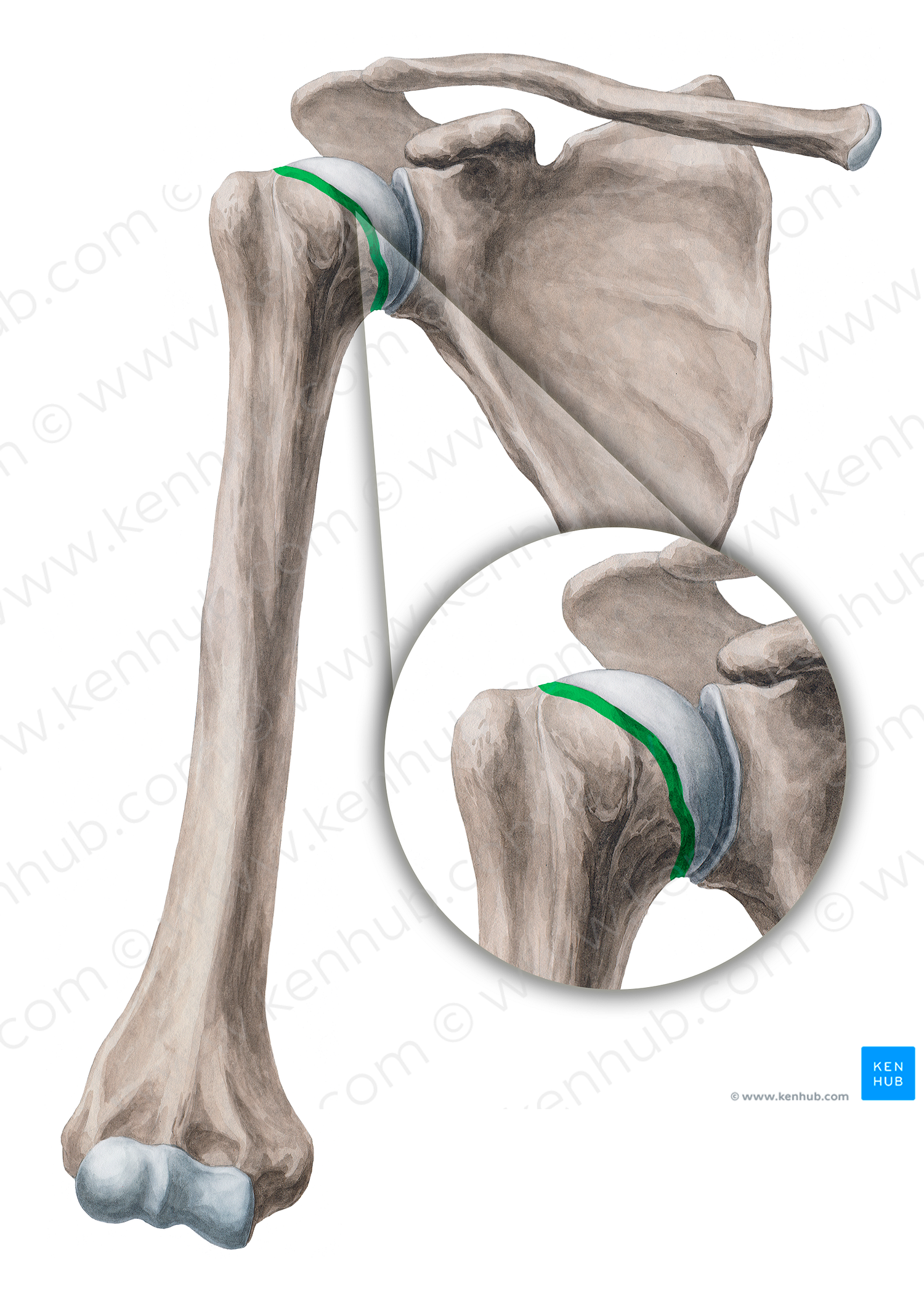Anatomical neck of humerus (#2675)