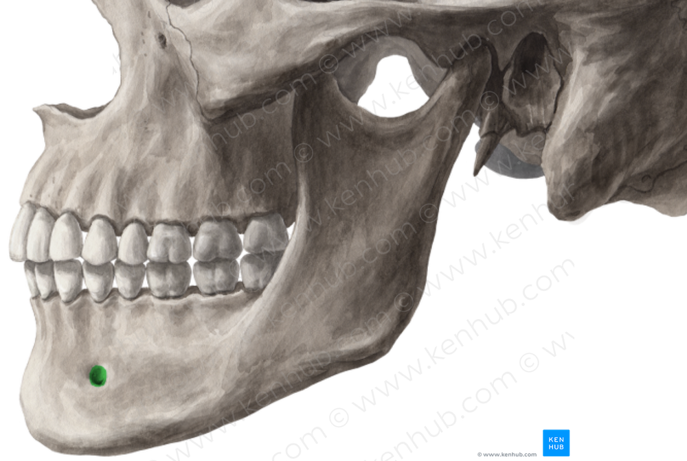 Mental foramen of mandible (#3776)