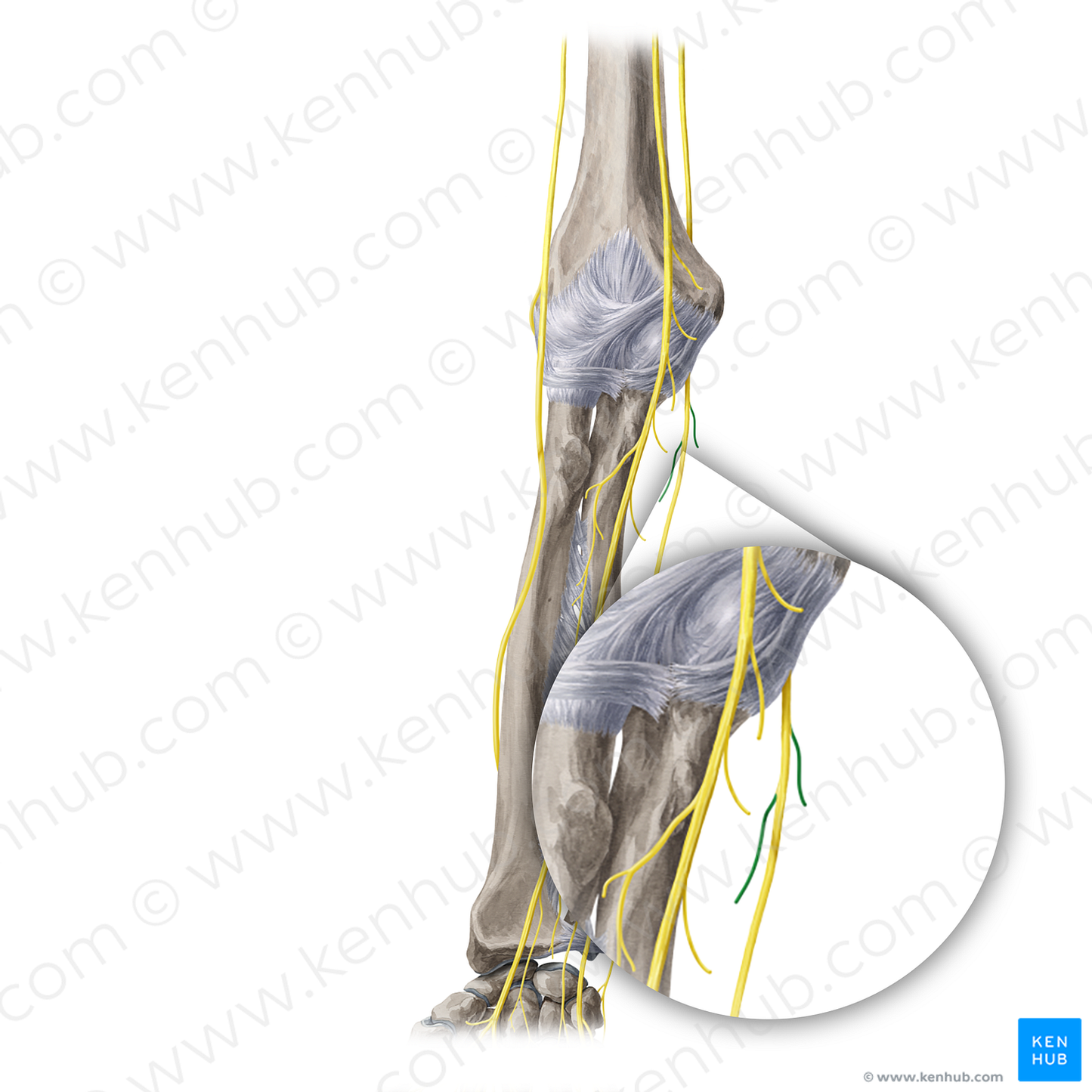 Muscular branches of ulnar nerve (#20401)