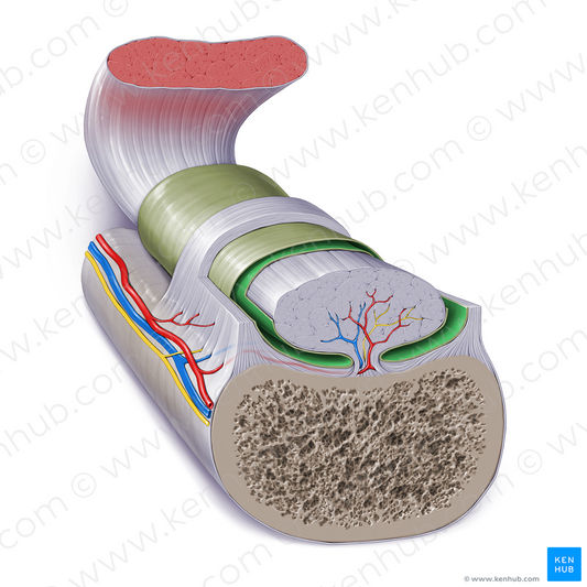 Synovial cavity of tendon sheath (#17274)