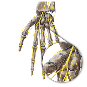 Recurrent branch of median nerve (#20427)