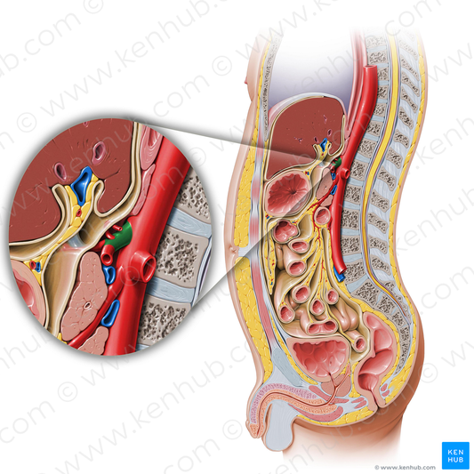 Celiac trunk (#9607)