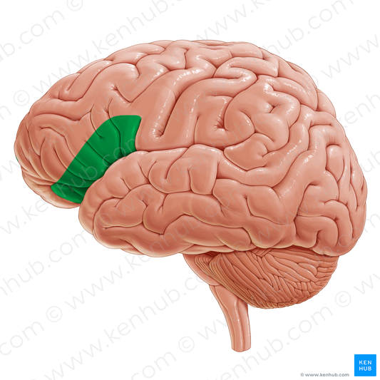 Ventrolateral prefrontal cortex (#20337)