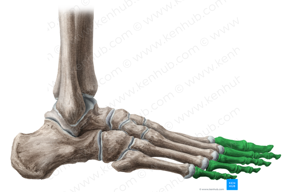 Phalanges of foot (#7493)