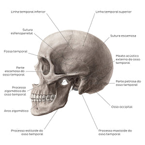 Skull (lateral view) (Portuguese)