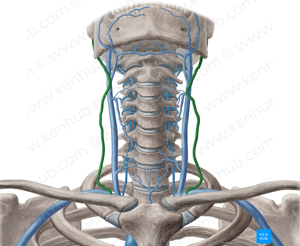 External jugular vein (#10344)