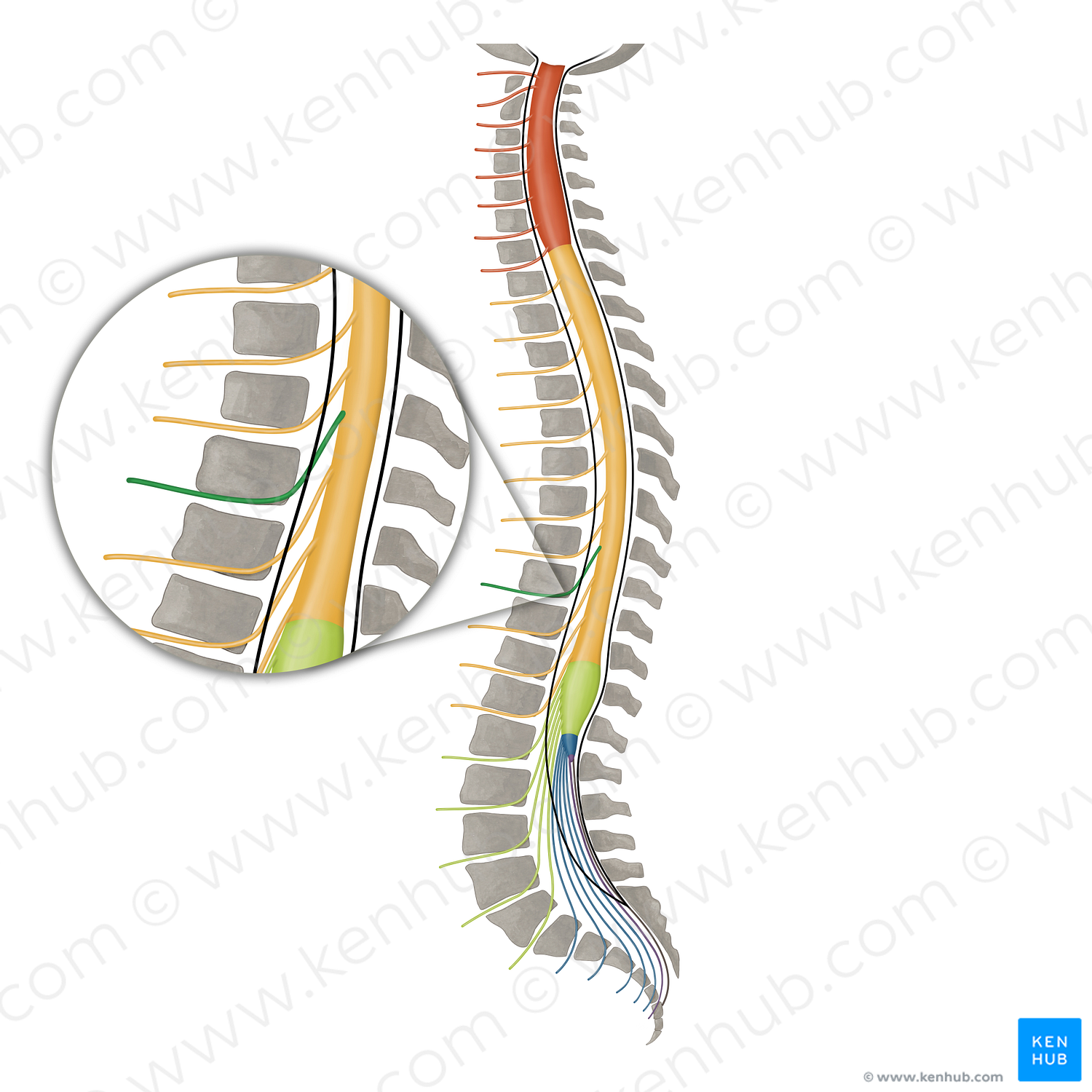 Spinal nerve T9 (#16155)