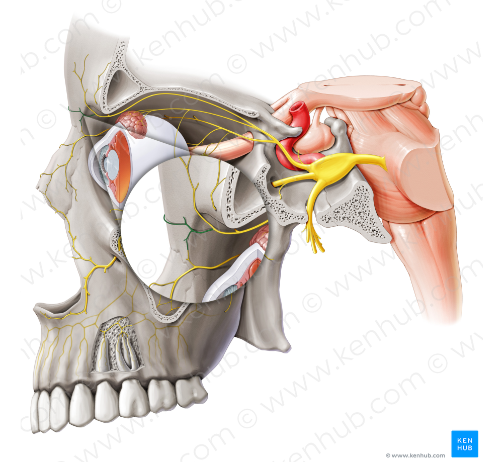 Inferior branch of supratrochlear nerve (#8701)