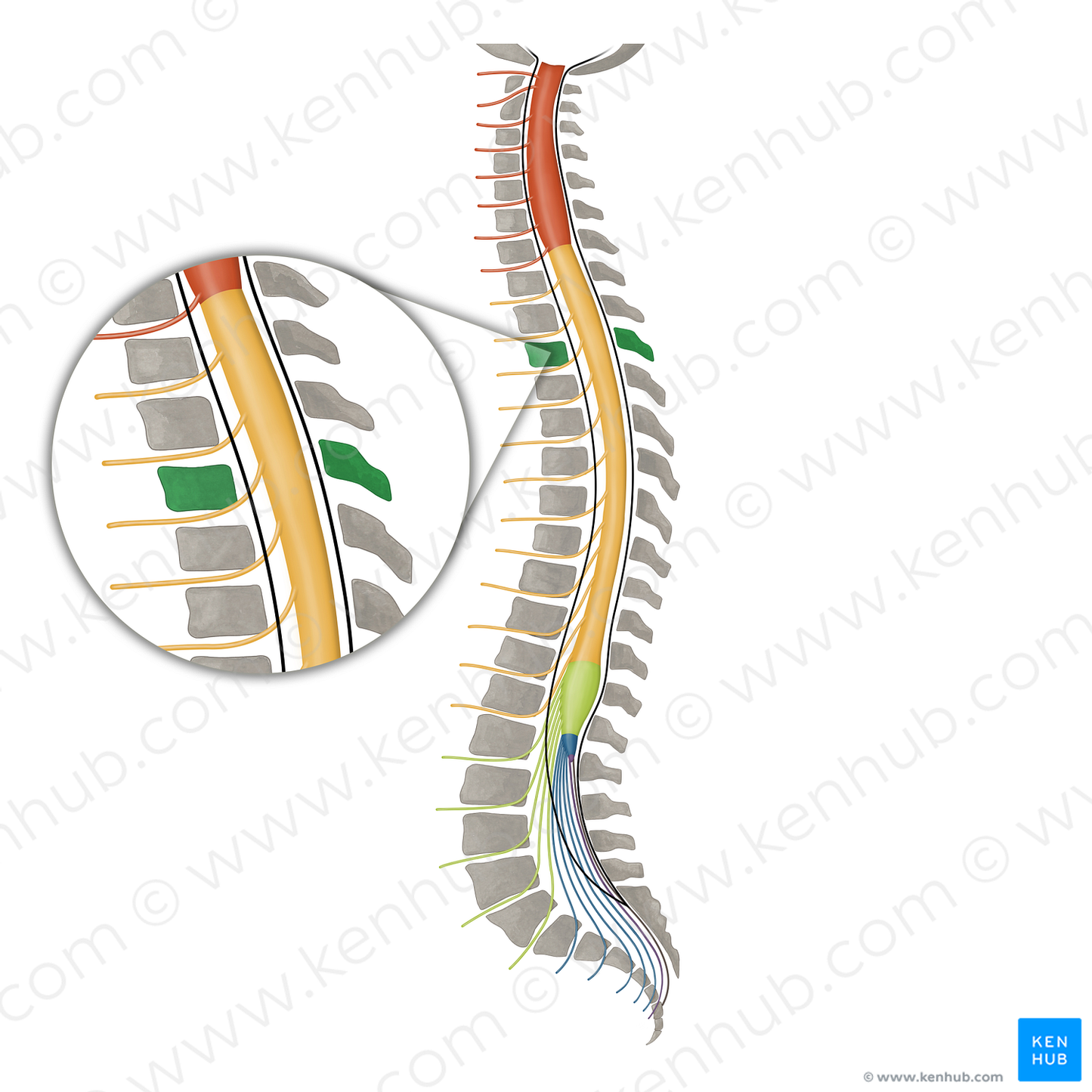 Vertebra T3 (#16102)