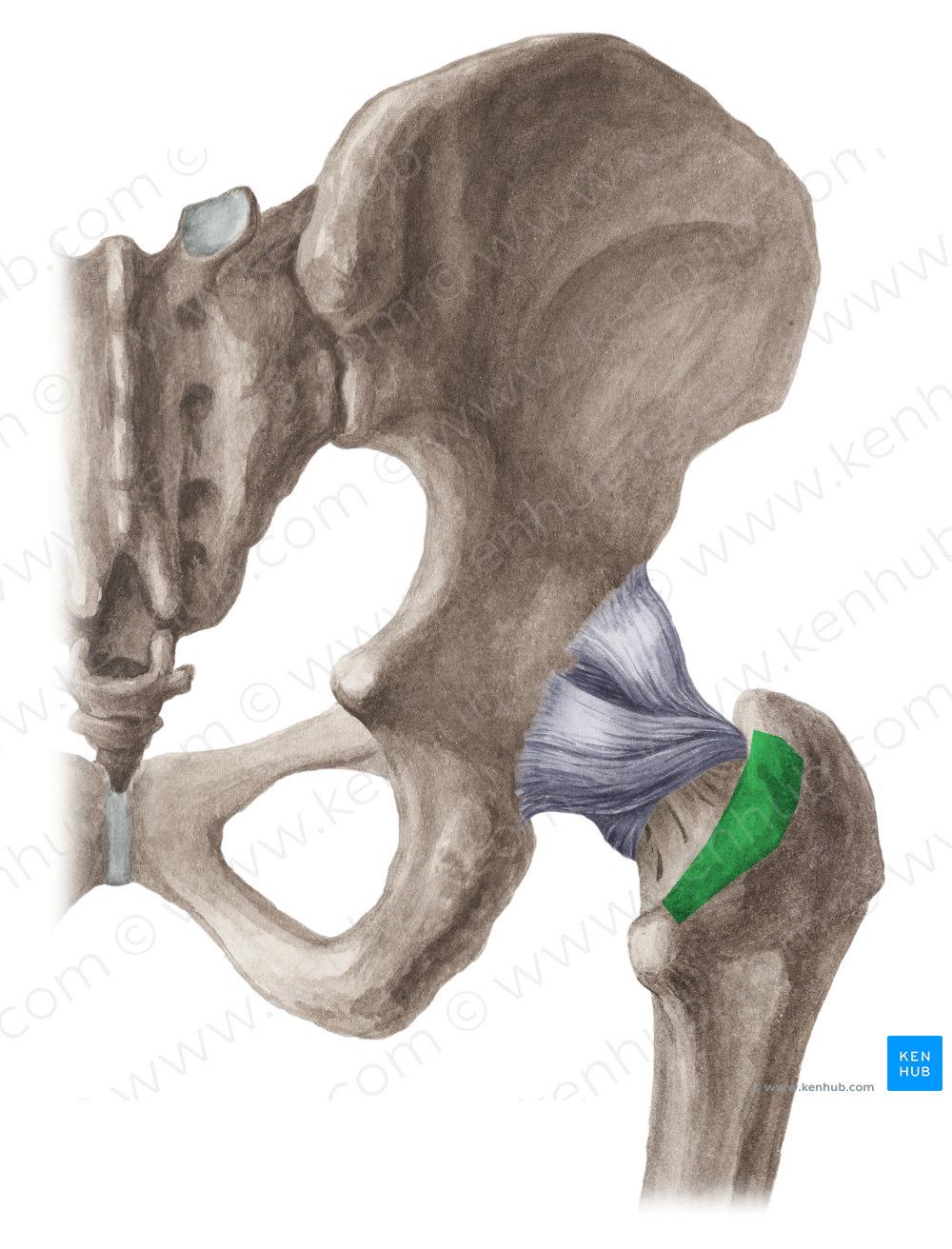 Intertrochanteric crest of femur (#3113) – Kenhub Image License Store