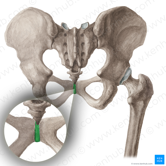 Pubic symphysis (#16068)