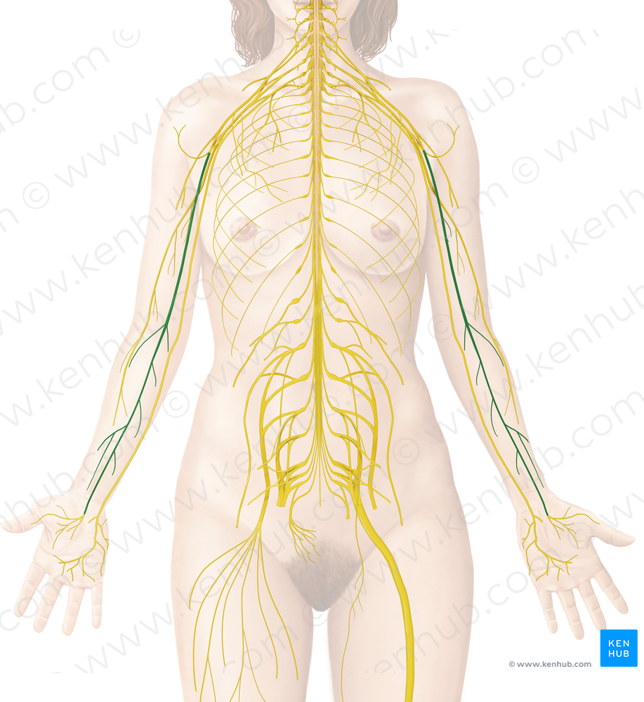 Median nerve (#6565)