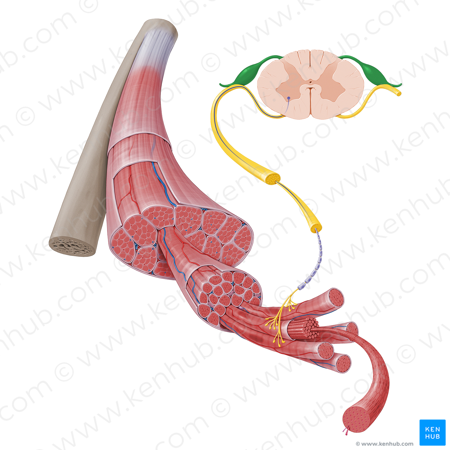 Posterior root of spinal nerve (#17242)