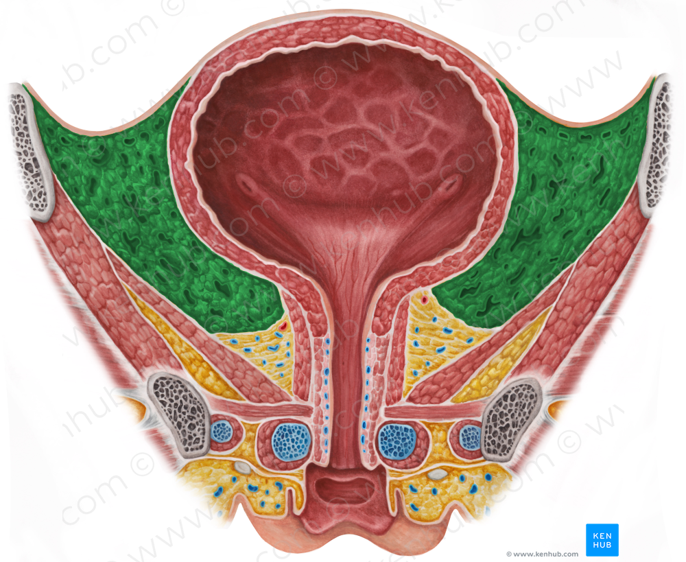 Paracystium (#9081)