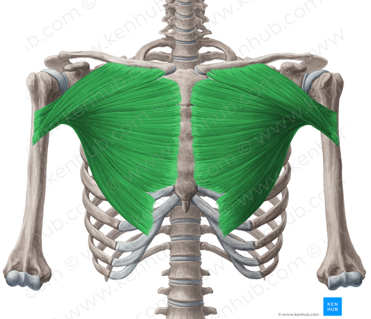 Pectoralis major muscle (#5727)