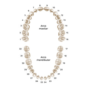Universal Numbering System (permanent teeth) (Portuguese)