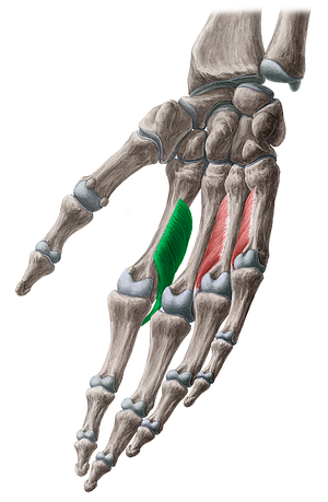 1st palmar interosseous muscle (#5497)