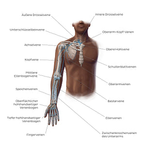 Main veins of the upper limb (German)