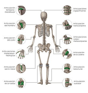 Main joints - posterior (Spanish)