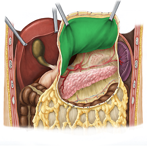 Posterior wall of stomach (#7652)