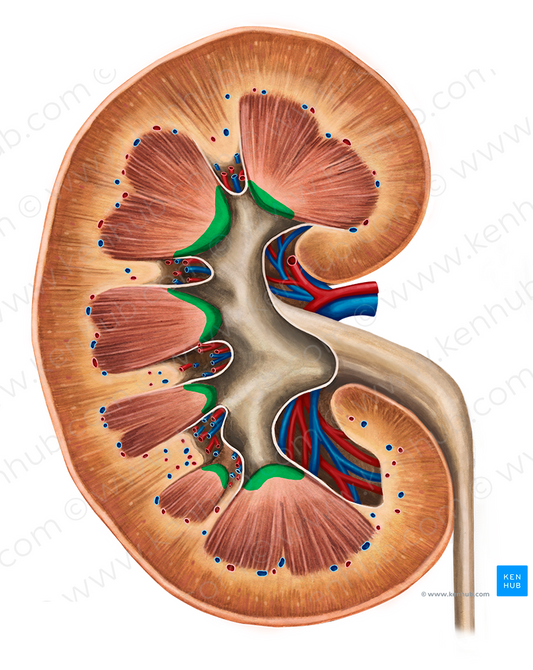 Renal papilla (#7633)