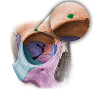 Supraorbital foramen of frontal bone (#11373)