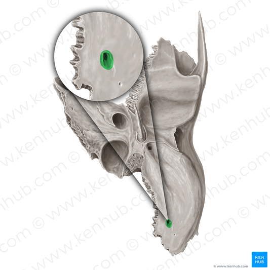 Mastoid foramen (#3769)