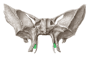 Pterygoid notch of sphenoid bone (#3681)