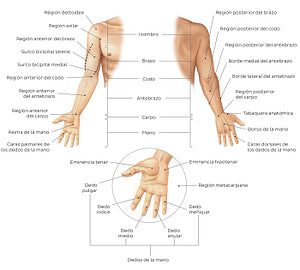 Regions of the upper extremity (Spanish)