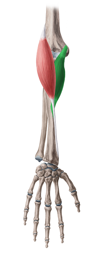 Pronator teres muscle (#5775)