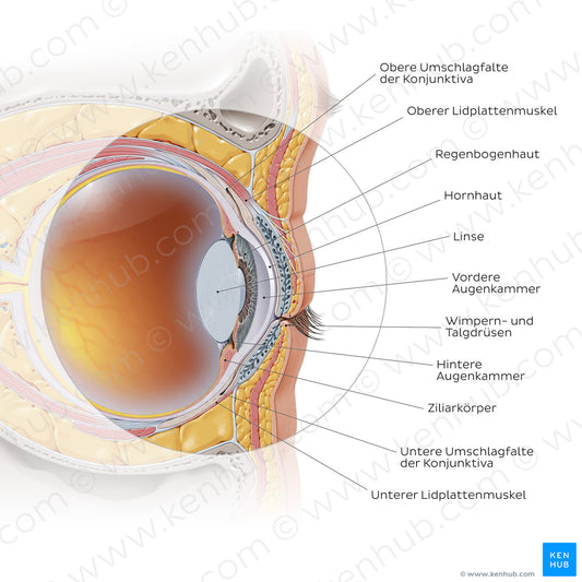 Anterior eye: sagittal section (German)