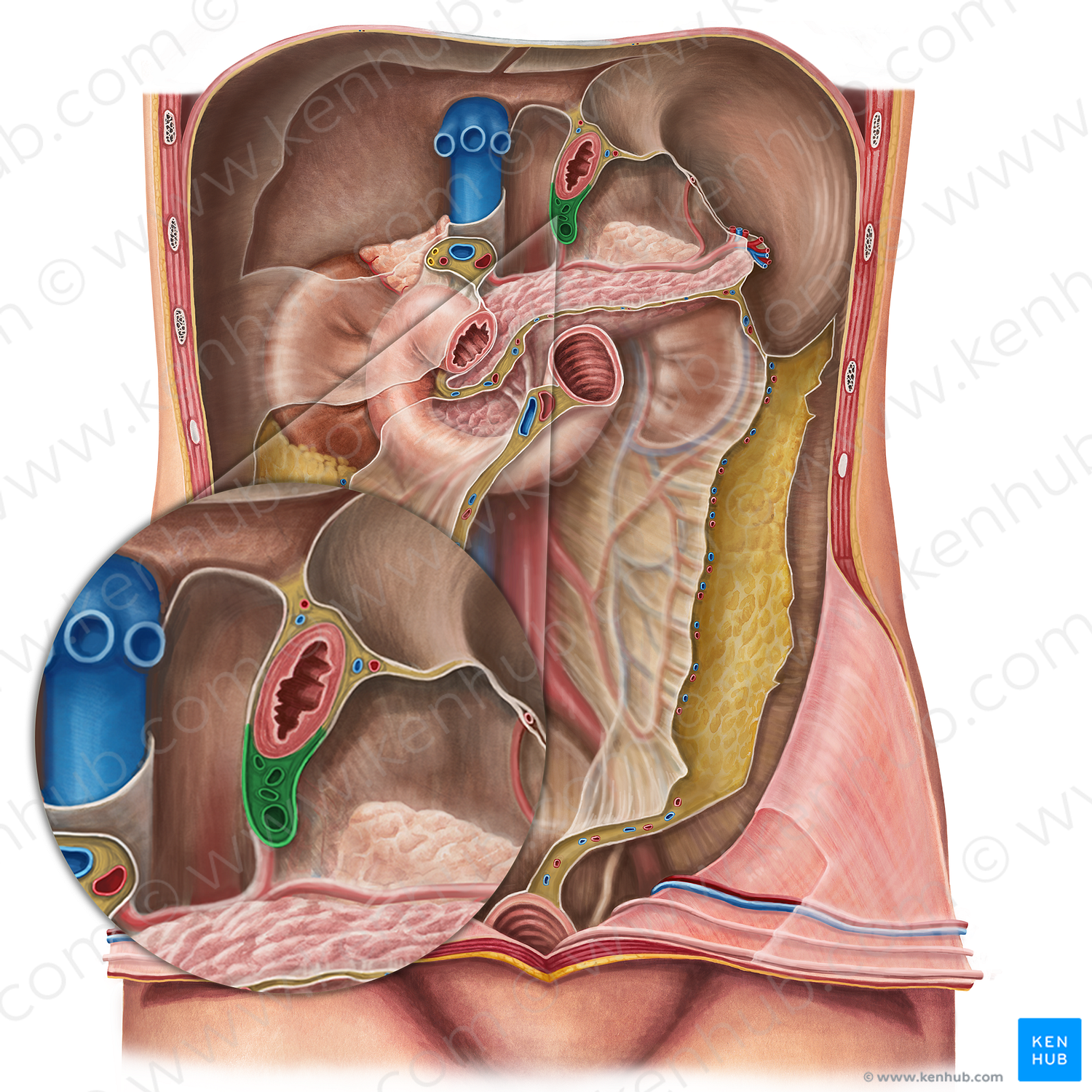 Gastropancreatic fold (#21641)