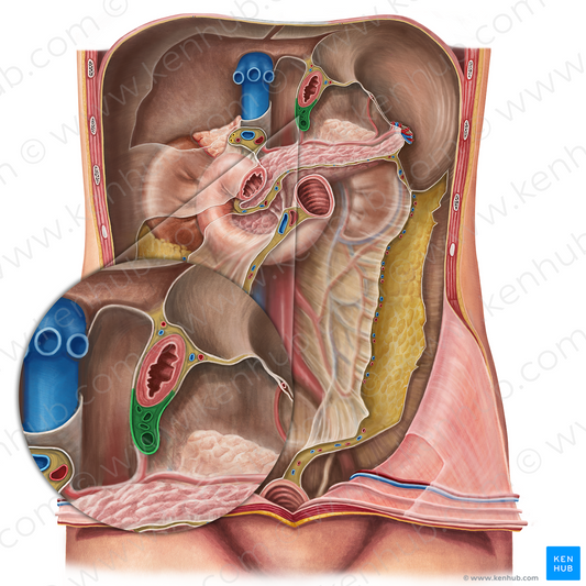 Gastropancreatic fold (#21641)