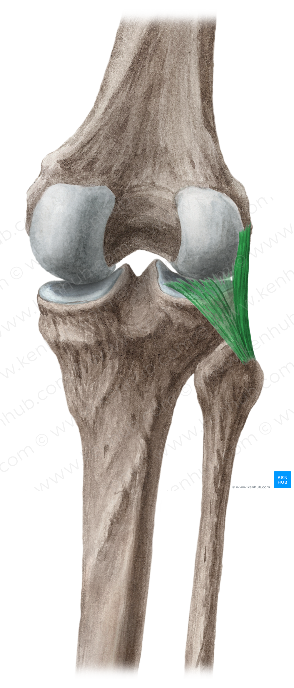 Arcuate popliteal ligament (#4598)