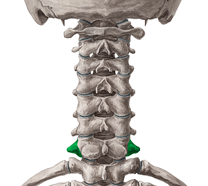 Transverse process of vertebra C7 (#8351)
