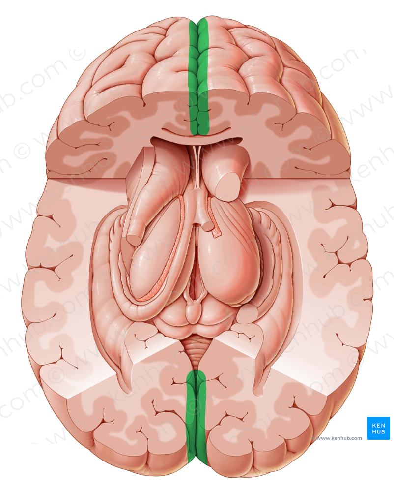 Longitudinal cerebral fissure (#3660)