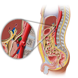 Celiac trunk (#9607)