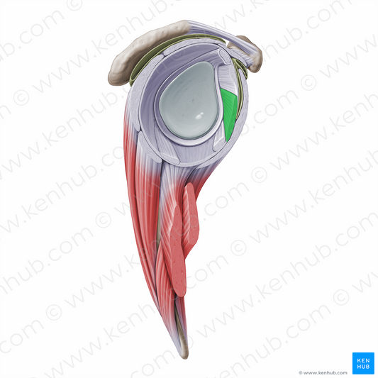 Middle glenohumeral ligament (#16264)