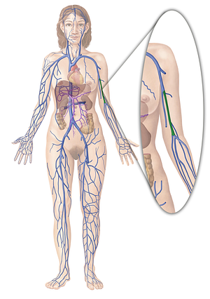 Brachial veins (#10001)