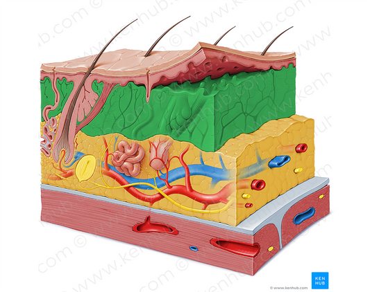 Dermis (#3240)