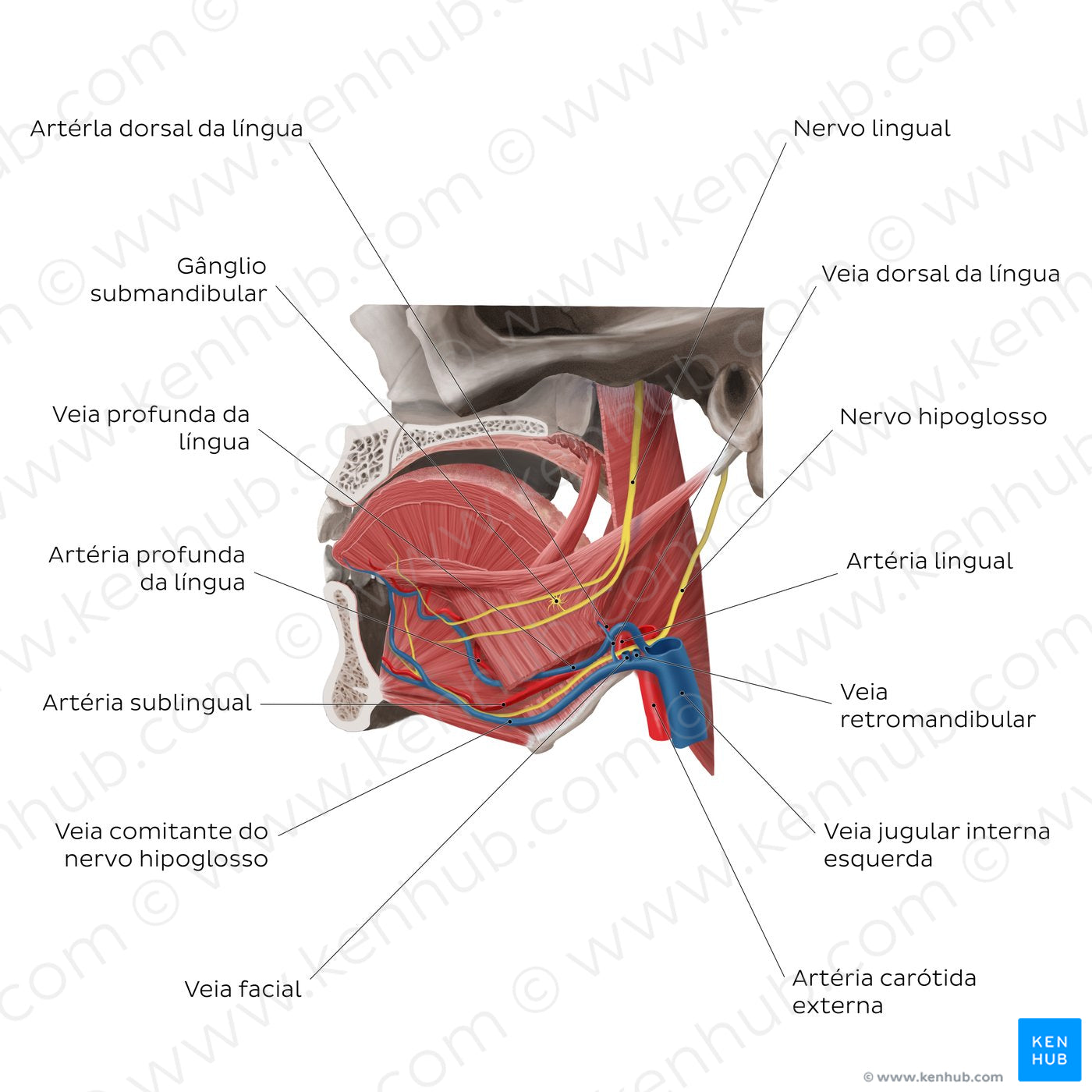 Neurovasculature of the tongue (Portuguese)