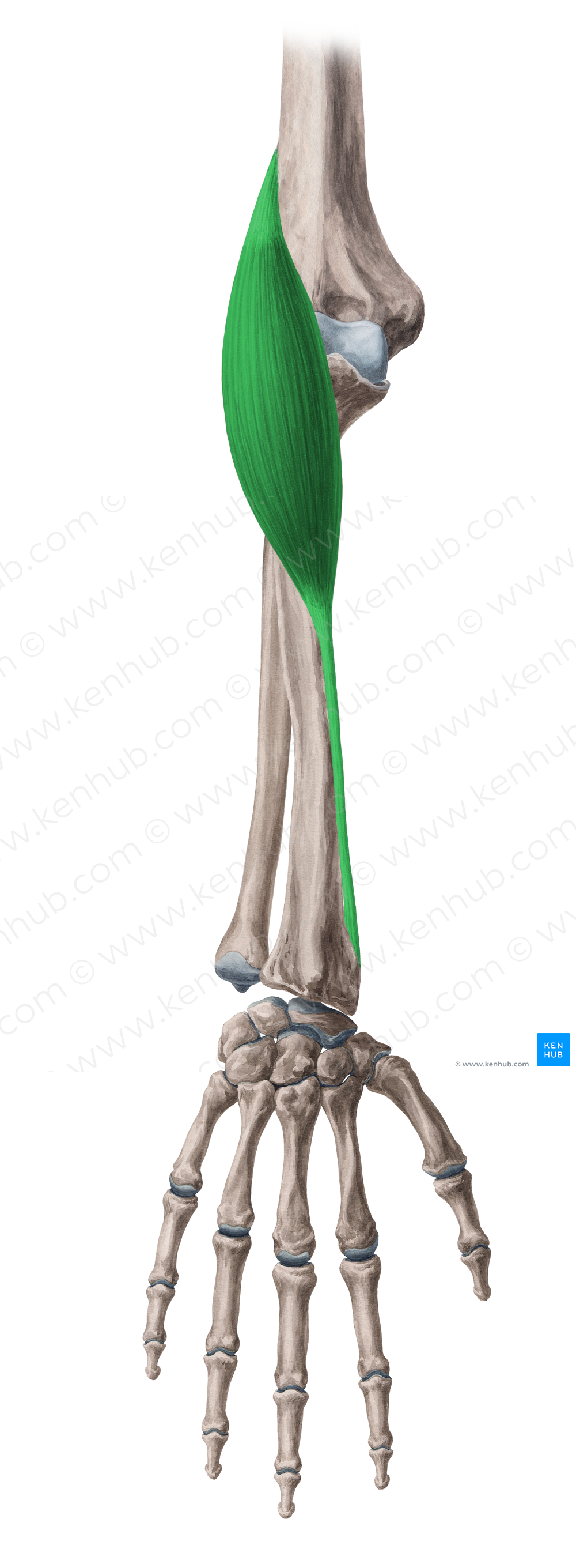 Brachioradialis muscle (#5232)
