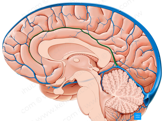 Inferior sagittal sinus (#9039)