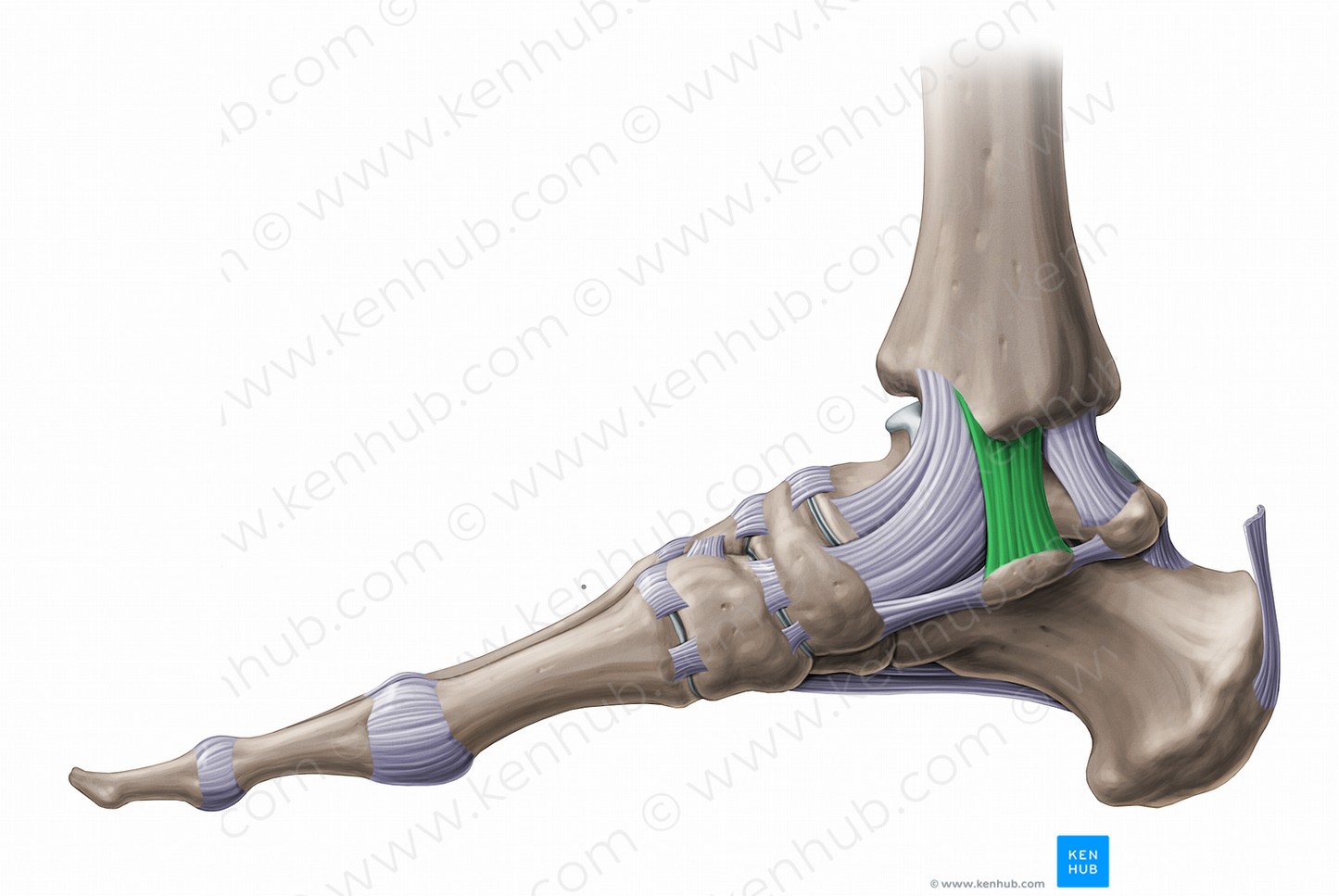 Tibiocalcaneal ligament (#11252)