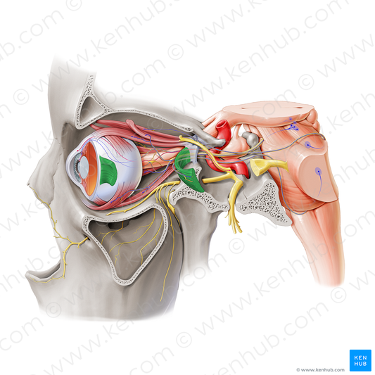 Lateral rectus muscle (#20637)