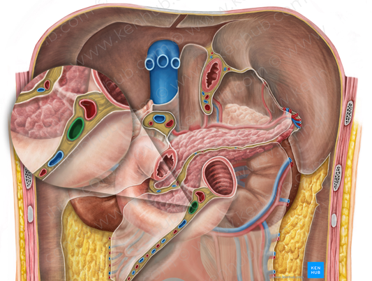 Superior mesenteric vein (#10427)