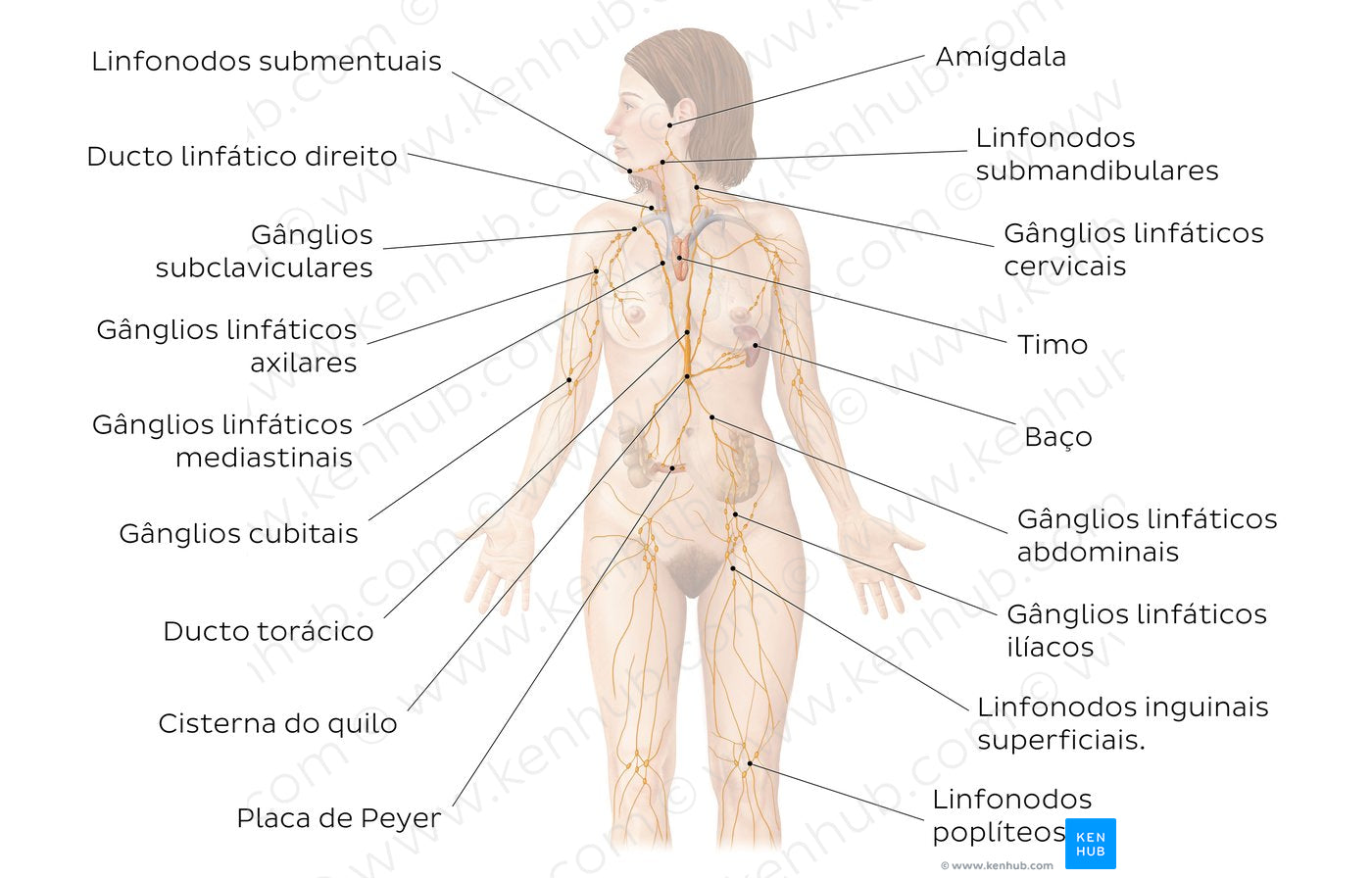 Lymphatic system (Portuguese)